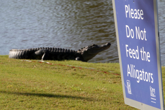 Aligátor na hřišti (Foto: Getty Images)