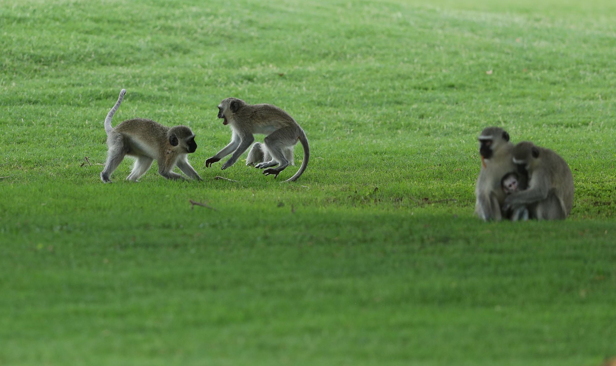 Leopard Creek Country Club