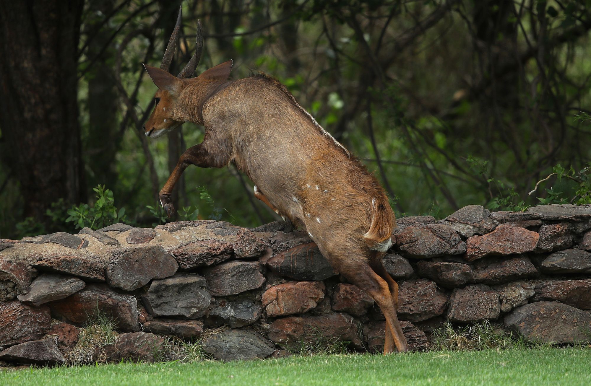 Leopard Creek Country Club